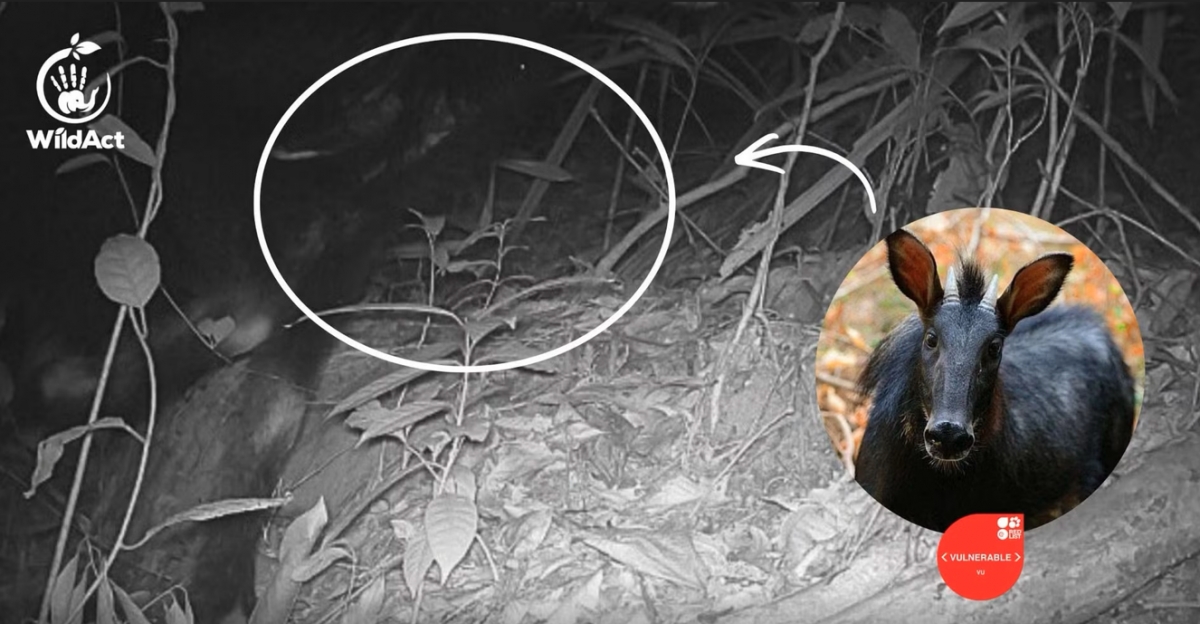 Mainland serow recorded by camera traps in Dak Lak